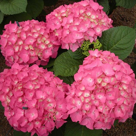 Гортензия крупнолистовая Фройденштайн P9 шт Садовита