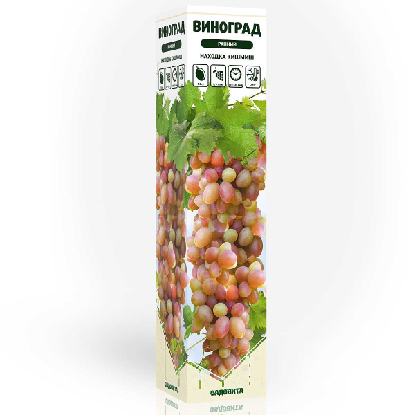 Виноград Находка Кишмиш ранний Садовита