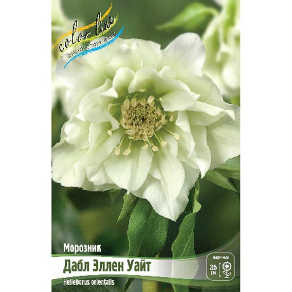 Морозник Дабл Эллен Уайт I 1 шт