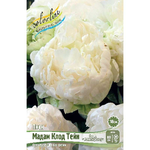 Пион Мадам Клод Тейн 2/3 n 1 шт 