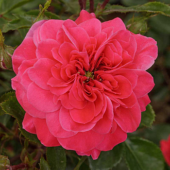 Роза флорибунда Сангрия Садовита