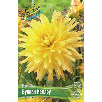 Георгина Вулкан Йеллоу I 1 шт