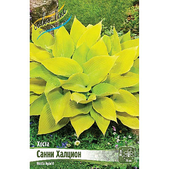 Хоста Санни Халцион 1 n 25 шт Биг-Пак 13441