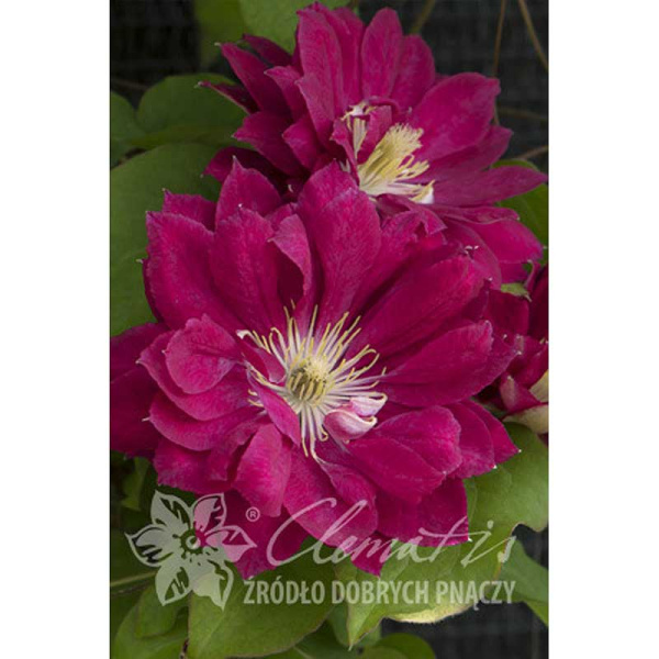 Клематис Ред Стар P9 шт