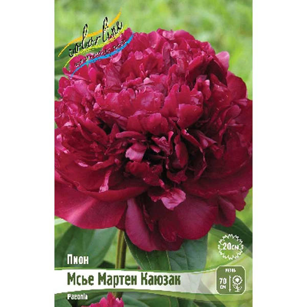 Пион Мсье Мартен Каюзак 2/3 n 25 шт Биг-пак 3809