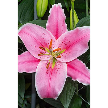 Лилия Сорбон 12/14 5 шт Садовита