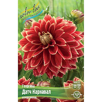 Георгина Датч Карнавал I 1 шт
