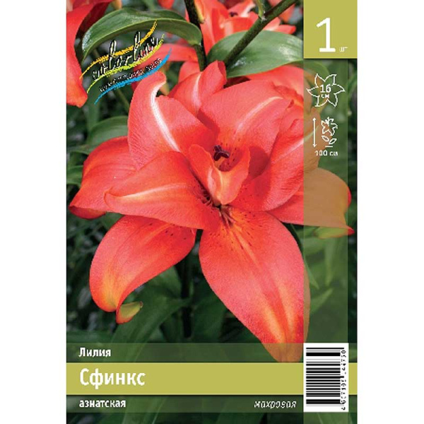 Лилия Сфинкс 12/14 1 Эконом шт 