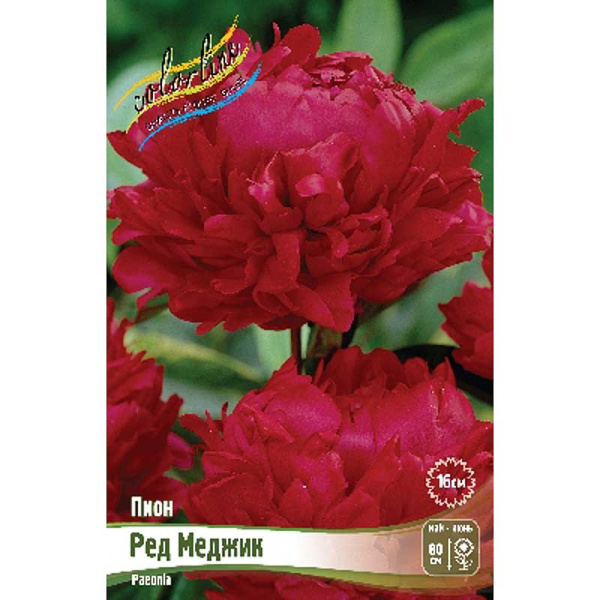 Пион Ред Меджик 2/3 n 25 шт Биг-пак 8018