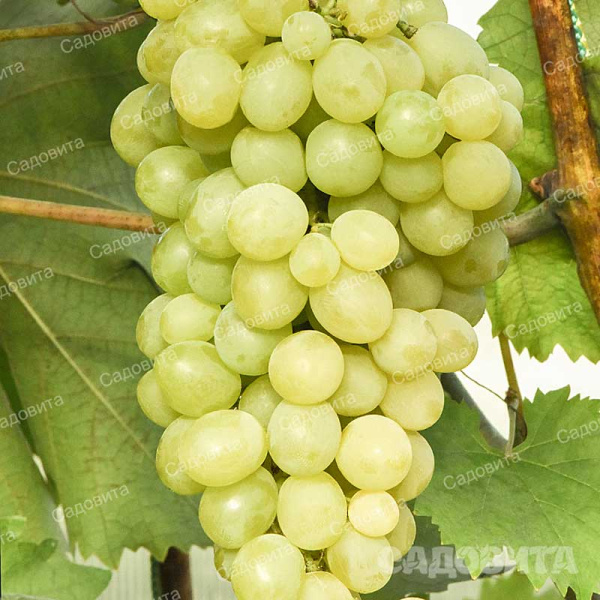 Виноград Сукрибе очень ранний Садовита
