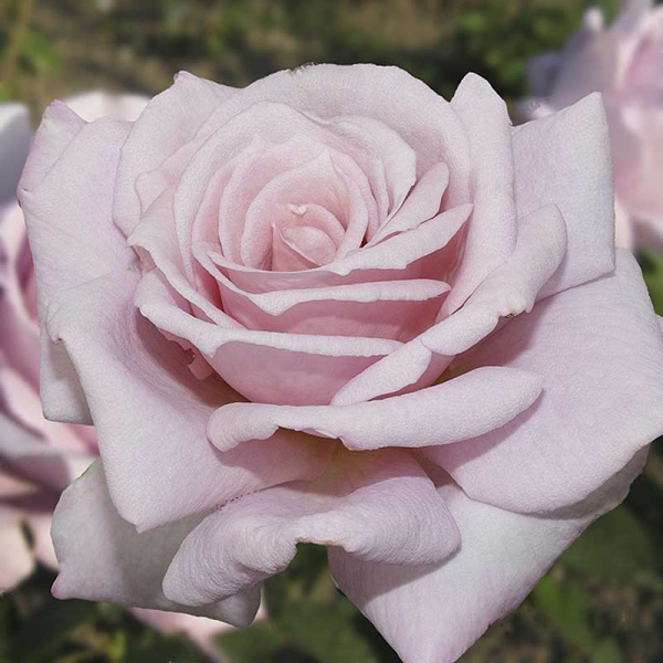 Роза чайно-гибридная Голубой Нил Садовита