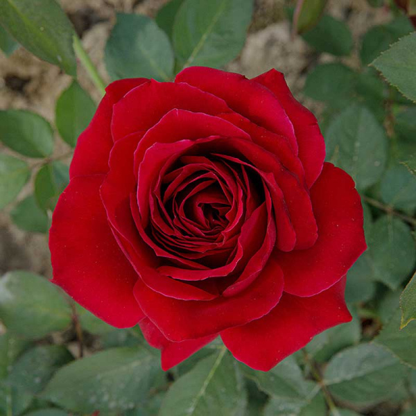 Роза чайно-гибридная Норита Садовита