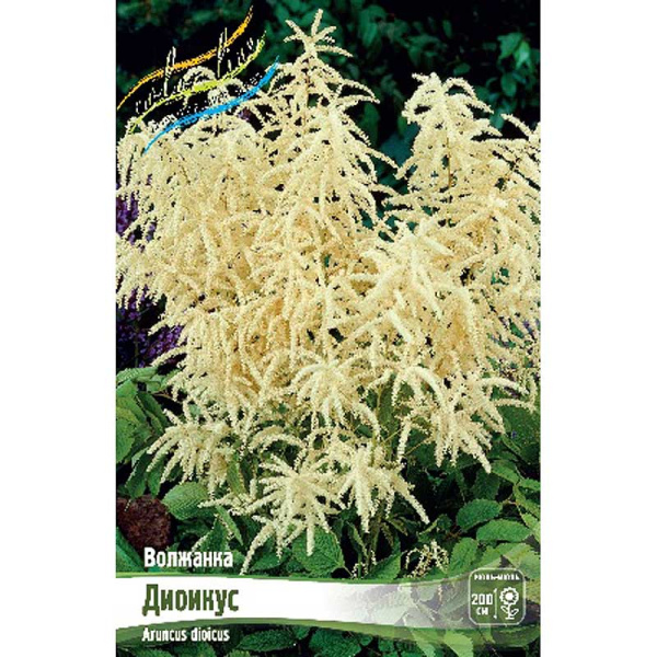 Волжанка Диоикус I 1 шт