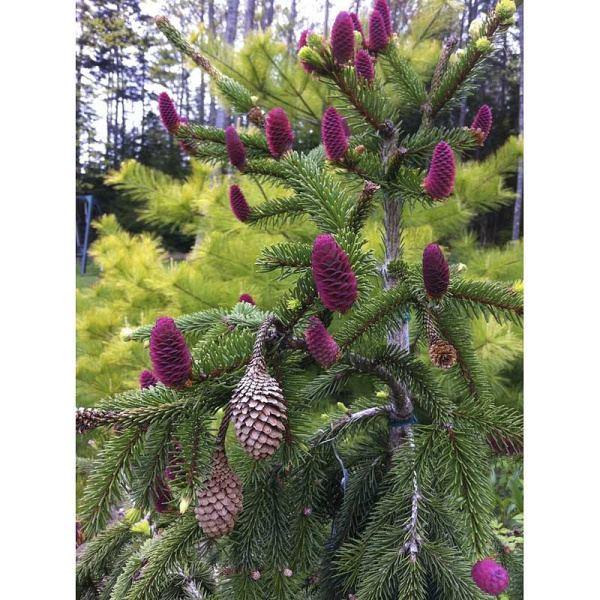 Ель Обыкновенная Акрокона C1.5 шт