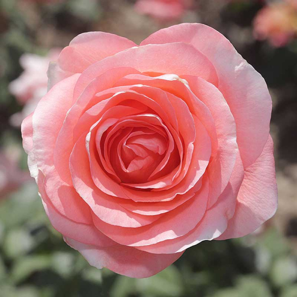 Роза чайно-гибридная Лондон ай Садовита