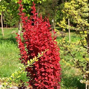 Барбарис Тунберга Рэд Рокет P9