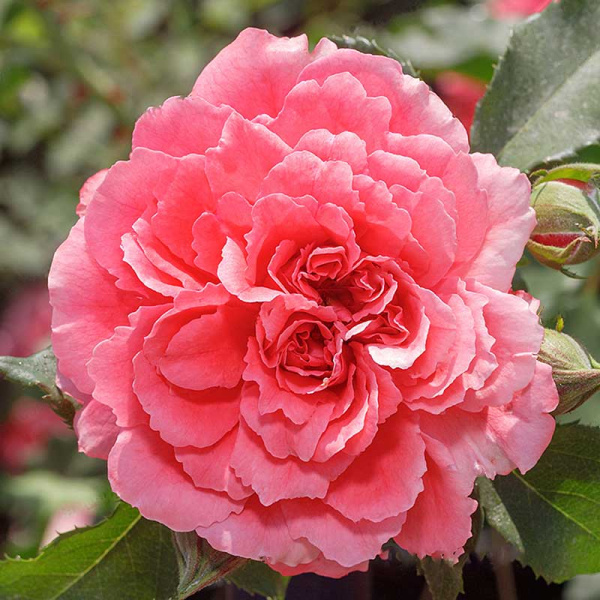 Роза плетистая Розариум Ютерсен Садовита