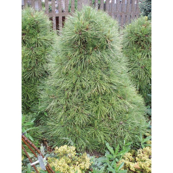 Сосна Обыкновенная Виридис Компакта C1.5 шт