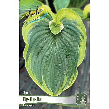 Хоста Ву-Ла-Ла 1 n 25 шт Биг-Пак 7867 