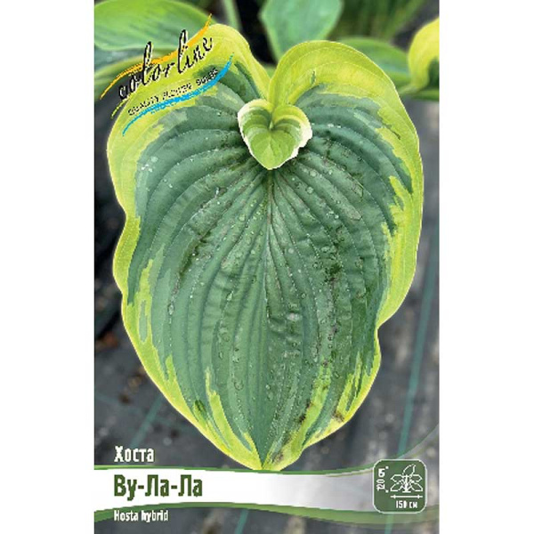 Хоста Ву-Ла-Ла 1 n 25 шт Биг-Пак 7867 