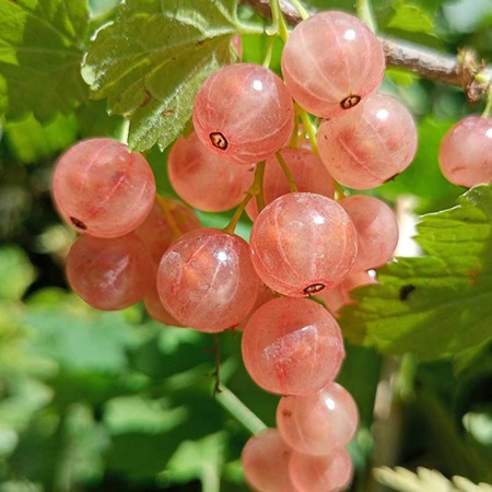 Смородина розовая Голландская розовая Садовита