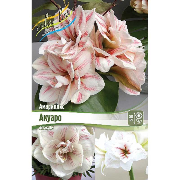 2818 Шоу-Бокс Амариллис Акуаро 22/24 8 шт