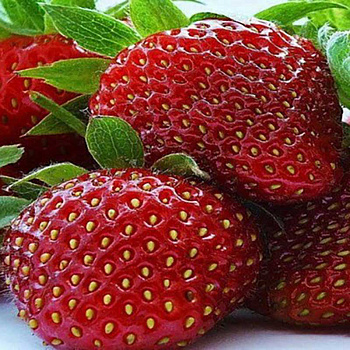 Земляника садовая Камино Реал (цена за 40 шт) ОСП