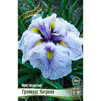 Ирис Мечевидный Грейвудс Катрина I 1 шт