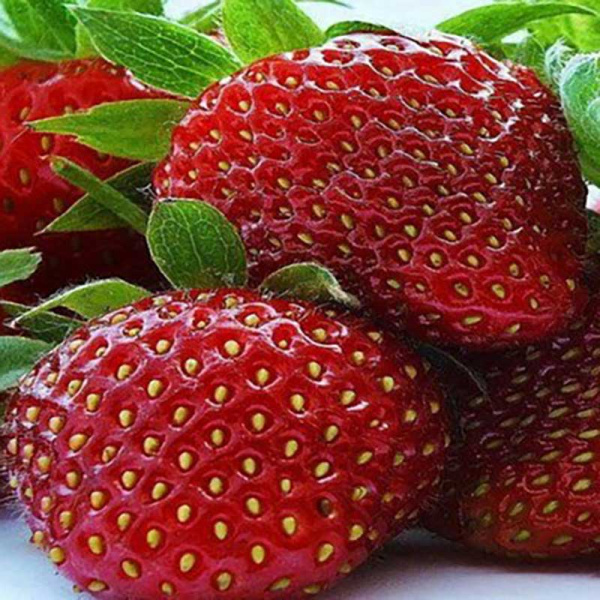 Земляника садовая Камино Реал (цена за 40 шт) ОСП