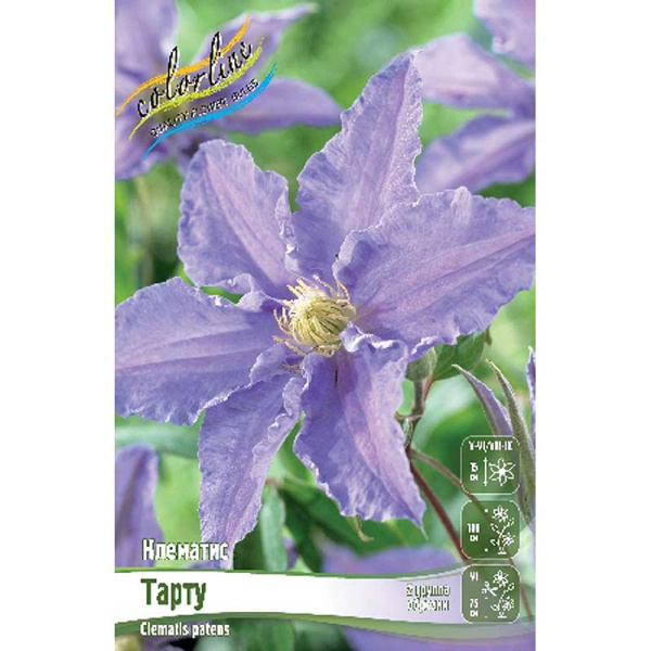 Клематис Тарту I 2 шт