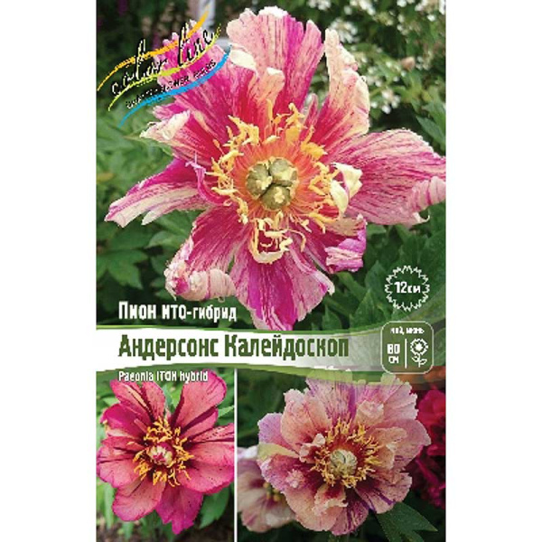 Пион Ито Андерсонс Калейдоскоп 2/3 n 1 шт