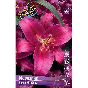Лилия Морозини 14/16 5 шт