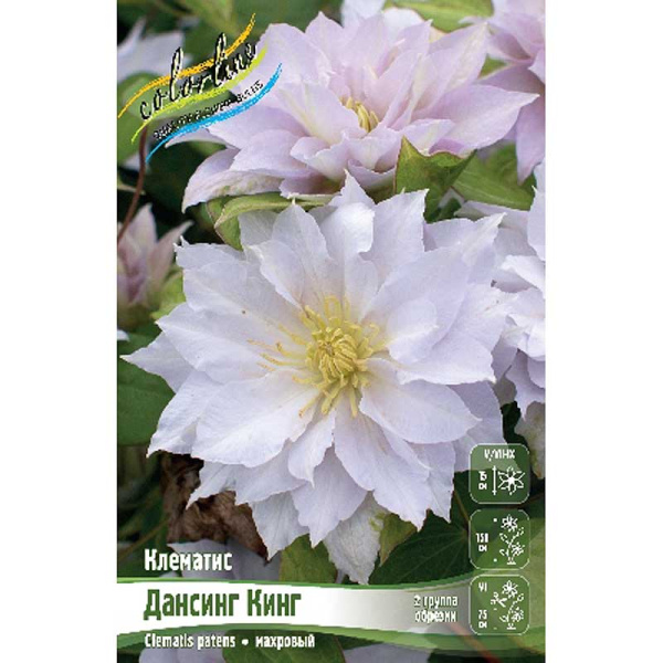 Клематис Дансинг Кинг I 25 шт Биг-пак 3936