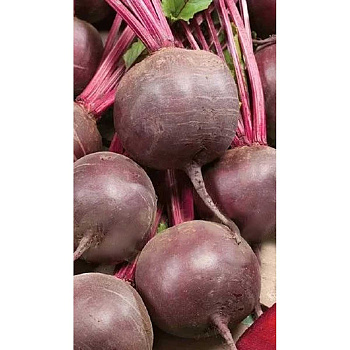 Свекла Водан F1 0,5г Bejo/Садовита Ц