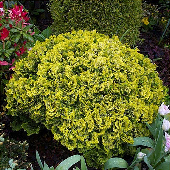 Кипарисовик Тупой Нана Грацилис Ауреа C1.5 шт