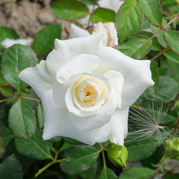 Роза чайно-гибридная Вирджиния Садовита