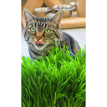 Трава Для Кошек Марс Ц 