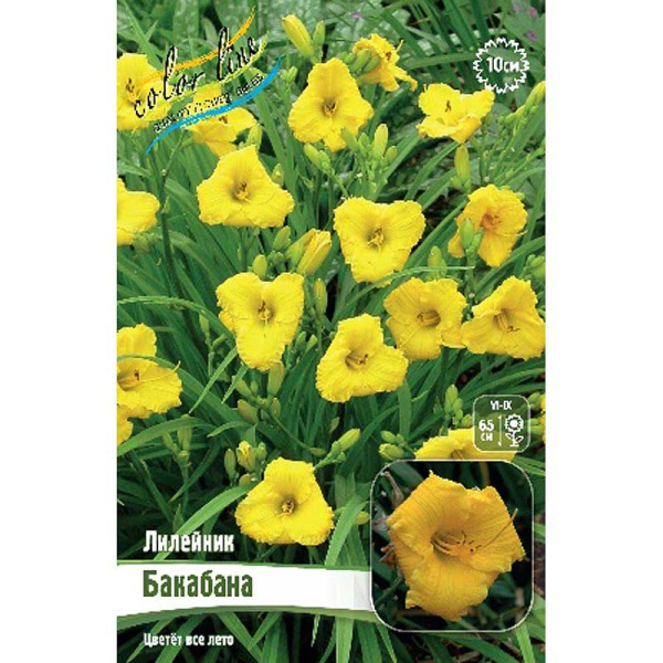 Лилейник Бакабана I 1 шт 