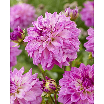 Георгина Лэйк Мичиган I 1 шт 