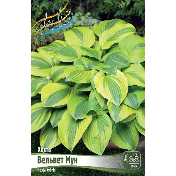 Хоста Вельвет Мун 1 n 25 шт Биг-пак 7944