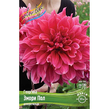 Георгина Эмори Пол I 1 шт