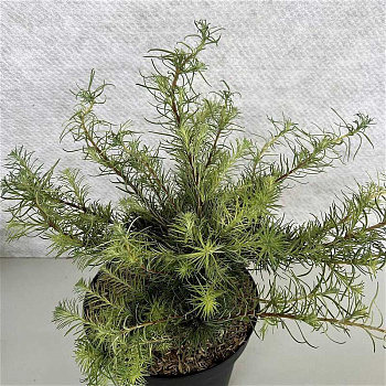 Лиственница Европейская Саммер Фог C3 25-30cm шт