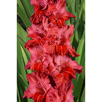 Гладиолус Бенгальский Огонь 8/10 5 шт, Садовита 