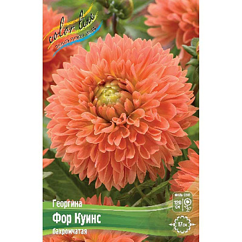 Георгина Фор Куинс I 1 шт