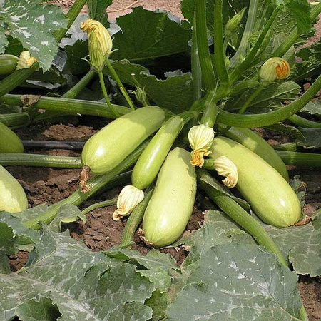 Кабачок Искандер (500шт) Маринда/Seminis