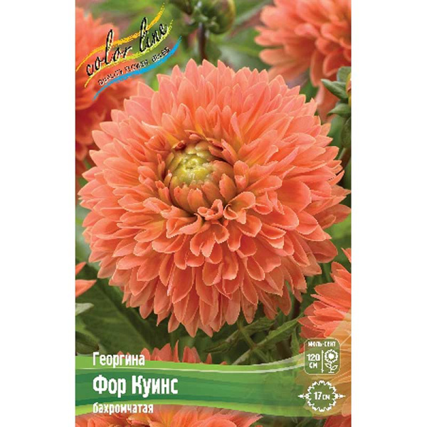 Георгина Фор Куинс I 1 шт