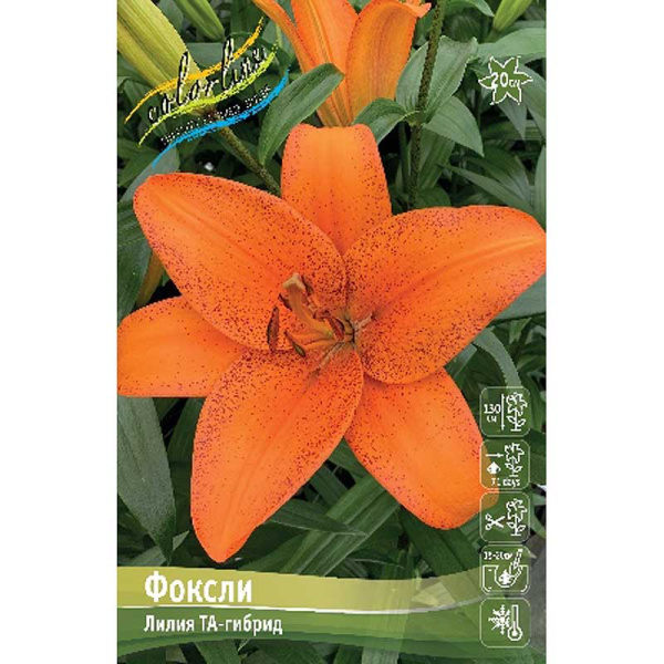 Лилия Фоксли 10/12 25 шт Биг-Пак 11460
