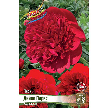 Пион Диана Паркс 2/3 n 10 шт Биг-Пак 11614
