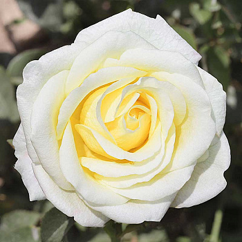 Роза чайно-гибридная Белый шоколад Садовита