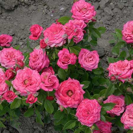 Роза Спрей Маргарита Садовита